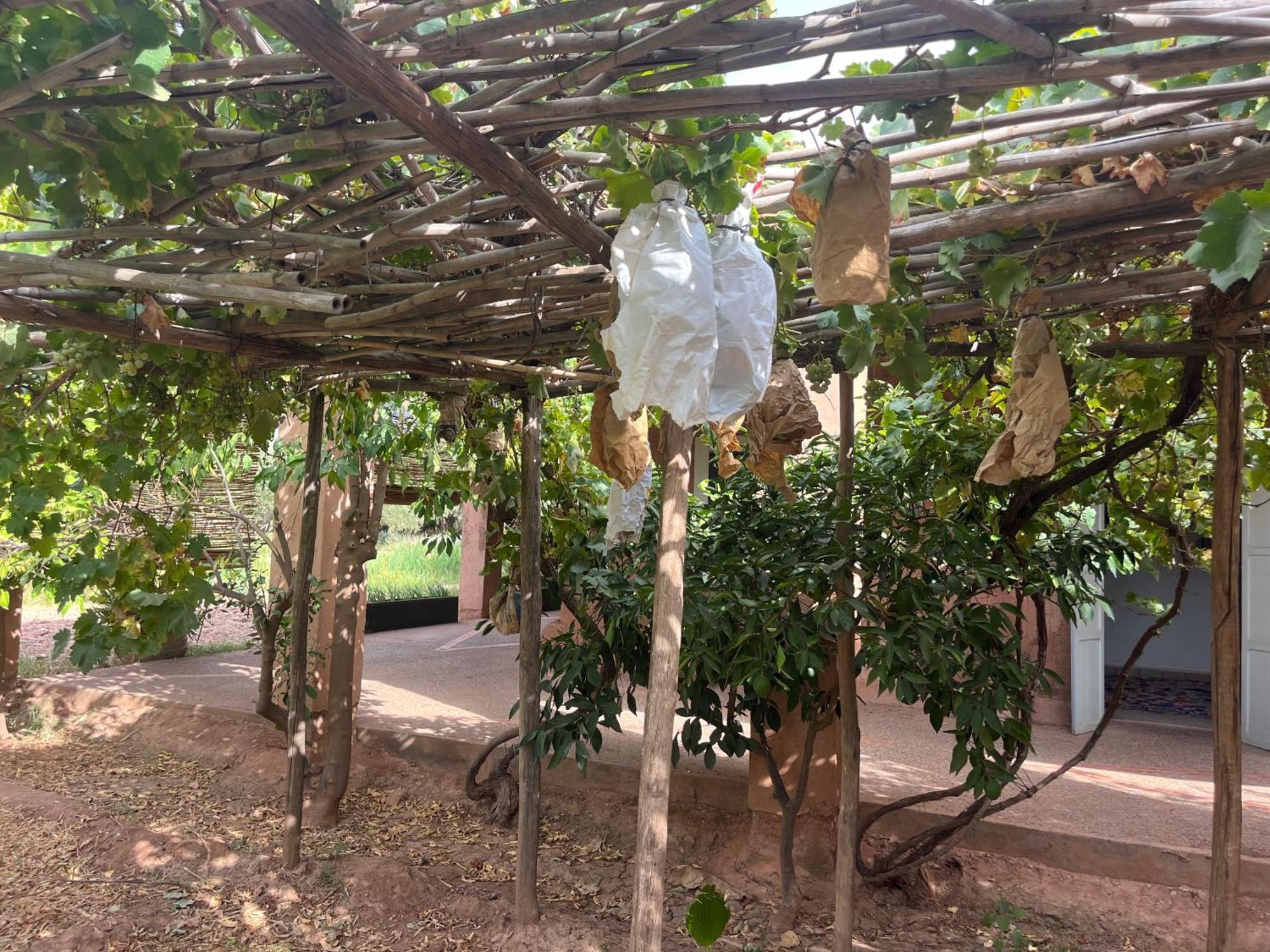 La Ferme Berbere Adult Only Bed & Breakfast El Harkat Exterior foto